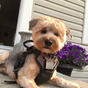 Meet your Posher, Laurie